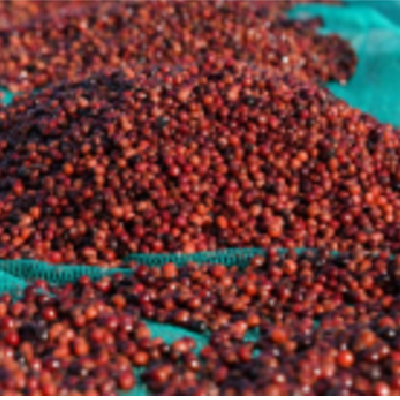 Nam Ban Coffee Processing